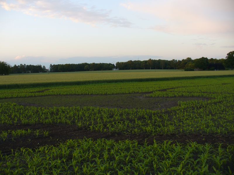 Maislabyrinth Venne 2014 - Fotogalerie - 14 von 100