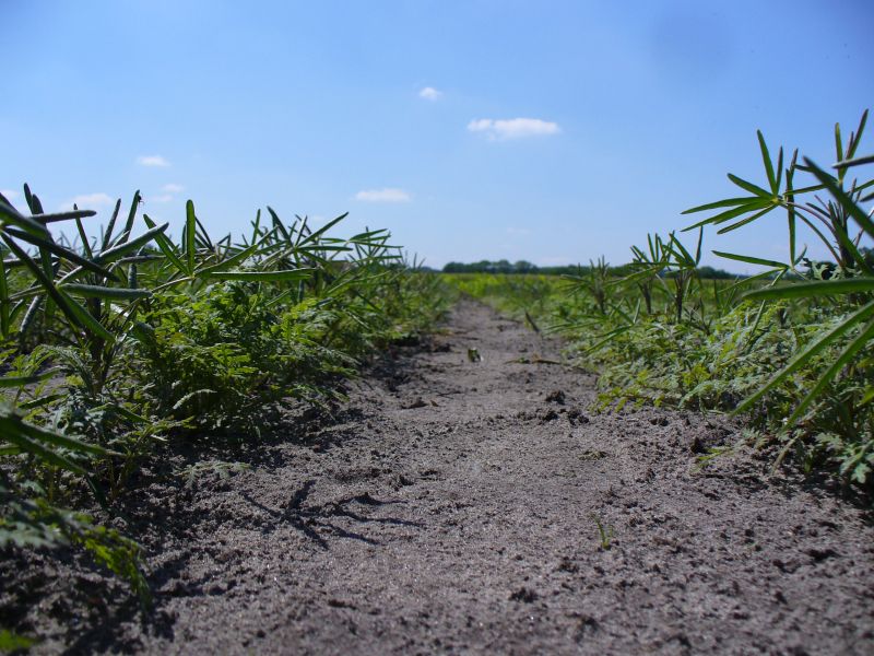 Maislabyrinth Venne 2014 - Fotogalerie - 16 von 100