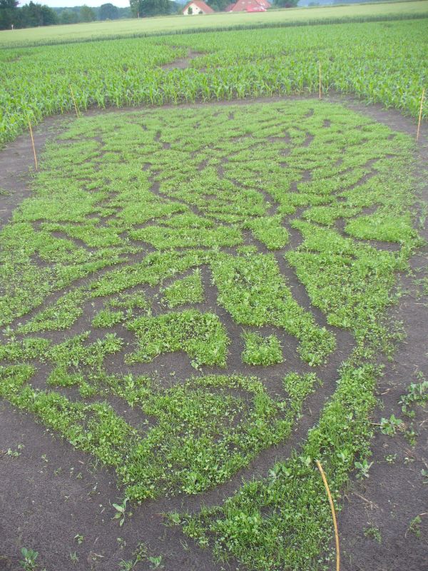 Maislabyrinth Venne 2014 - Fotogalerie - 25 von 100