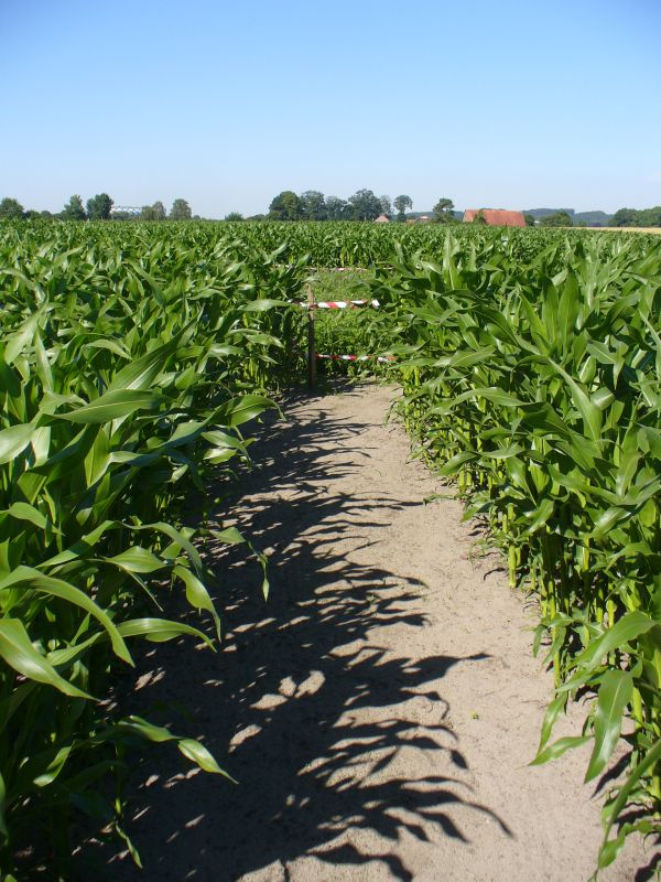 Maislabyrinth Venne 2014 - Fotogalerie - 59 von 100