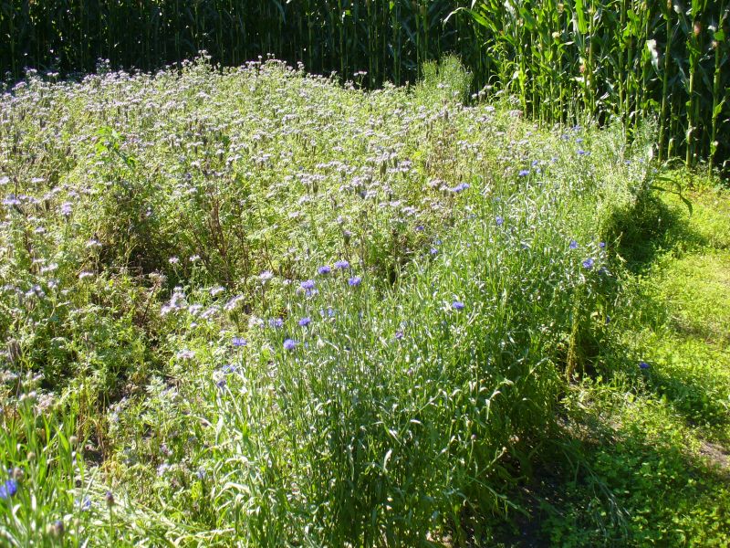 Maislabyrinth Venne 2014 - Fotogalerie - 78 von 100