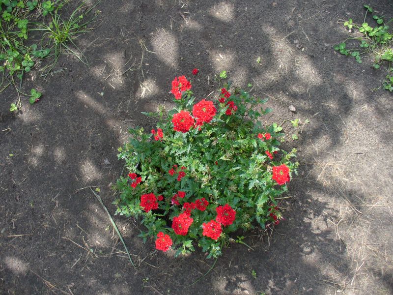 Maislabyrinth Venne 2014 - Fotogalerie - 84 von 100