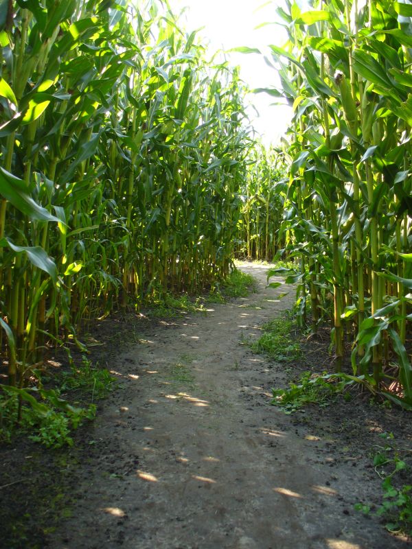 Maislabyrinth Venne 2014 - Fotogalerie - 88 von 100