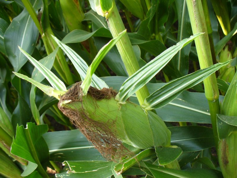 Maislabyrinth Venne 2014 - Fotogalerie - 92 von 100