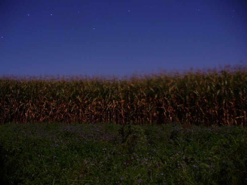 Maislabyrinth Venne 2014 - Fotogalerie - 99 von 100