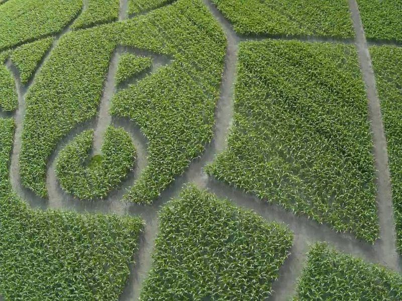 Maislabyrinth Venne 2014 - Fotogalerie - 44 von 100