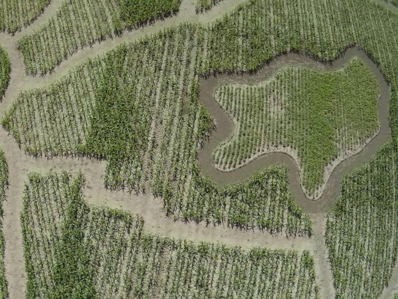 Maislabyrinth Venne 2014 - Fotogalerie - 36 von 100